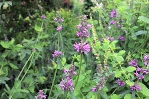 stachys officinalis (5) (1200 x 800)3